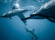 足球直播-国台办：愿同包括中国国民党在内的台湾各政党团体和各界人士保持良性互动